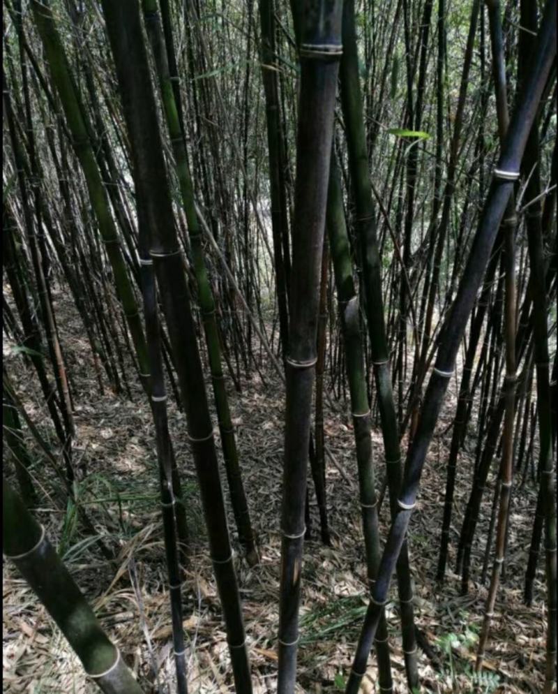 黑竹苗/黑竹/紫竹/大小规格齐全/自家货源/品质保证