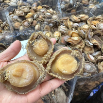 实惠南非干鲍，全规格鲍鱼价格实惠欢迎合作