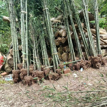罗汉竹自家货源稳定批发全国发货可视频看货欢迎选购