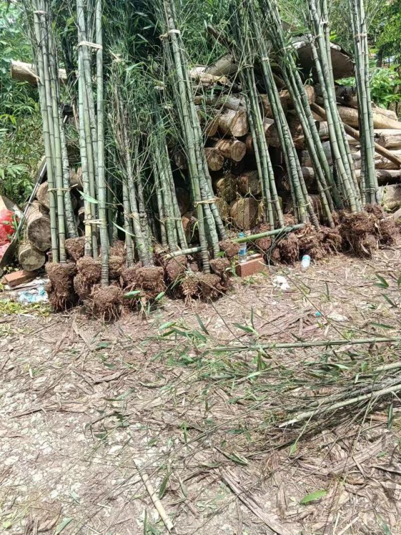 罗汉竹自家货源稳定批发全国发货可视频看货欢迎选购