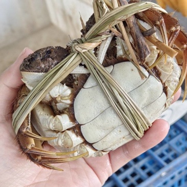 湖北洪湖产地批发，清水大闸蟹，满膏满黄，一件包邮