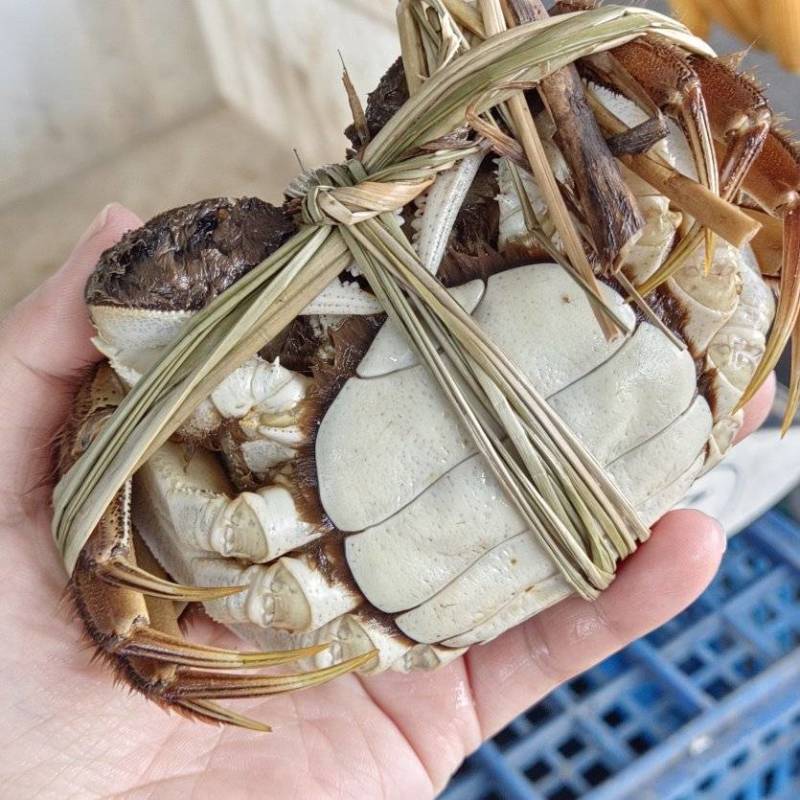 湖北洪湖产地批发，清水大闸蟹，满膏满黄，一件包邮