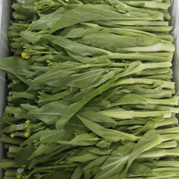 白菜苔1.5精品两天一车
