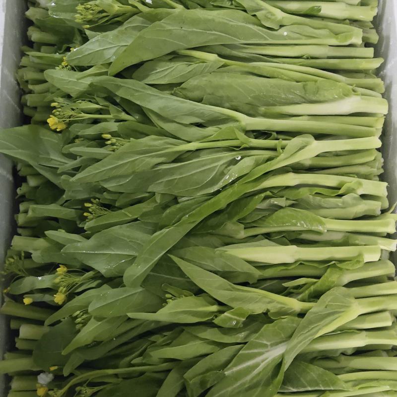 白菜苔1.5精品两天一车