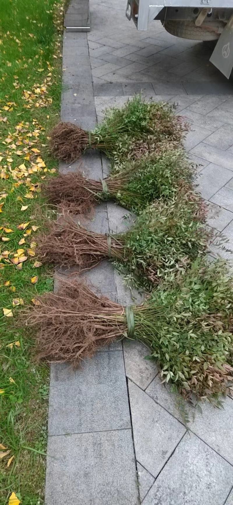 重庆南天竹竹苗/竹子/大小规格齐全，基地种植.量大优惠！