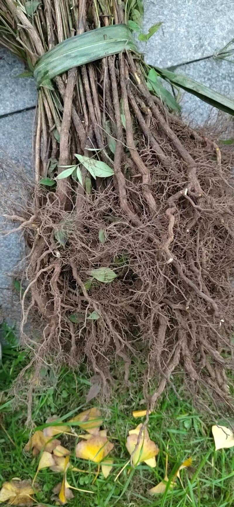 重庆南天竹竹苗/竹子/大小规格齐全，基地种植.量大优惠！