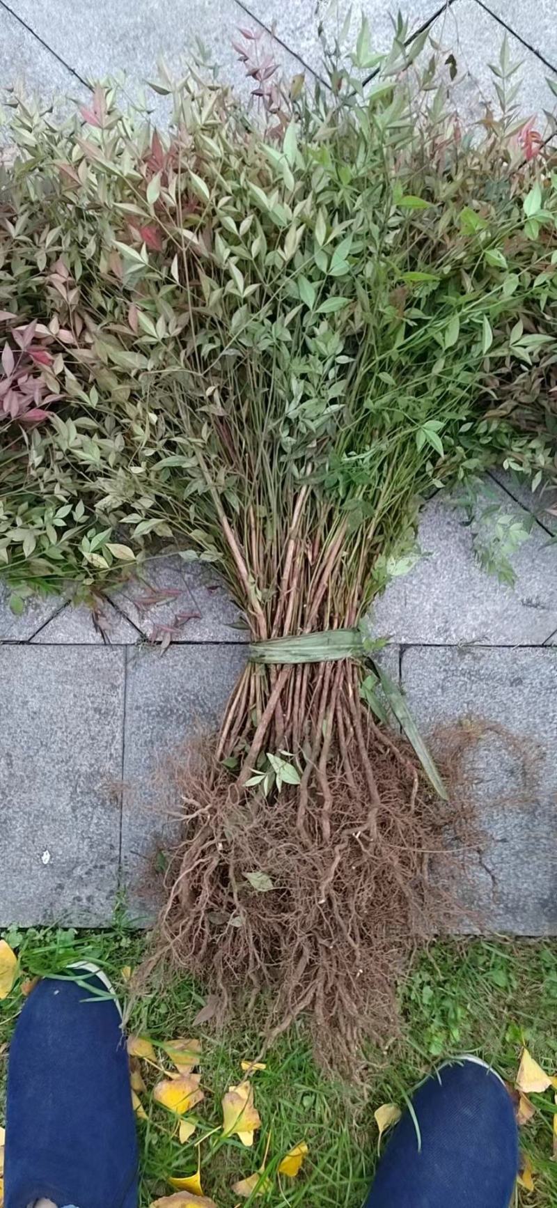 重庆南天竹竹苗/竹子/大小规格齐全，基地种植.量大优惠！