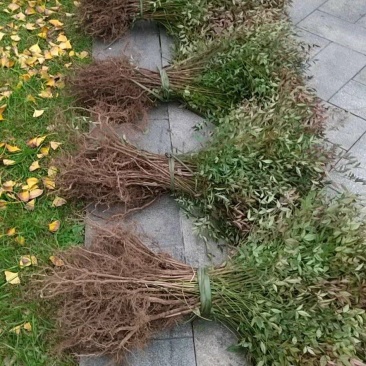 重庆南天竹竹苗/竹子/大小规格齐全，基地种植.量大优惠！