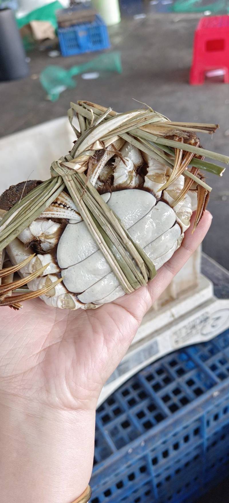 湖北洪湖产地批发，清水大闸蟹，满膏满黄，一件包邮