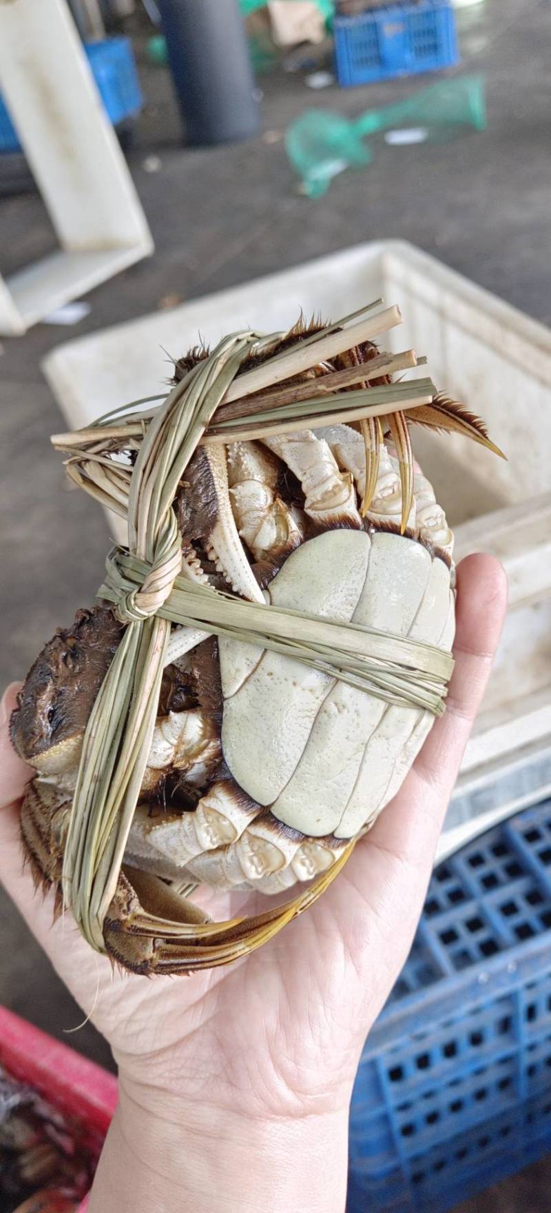 湖北洪湖产地批发，清水大闸蟹，满膏满黄，一件包邮
