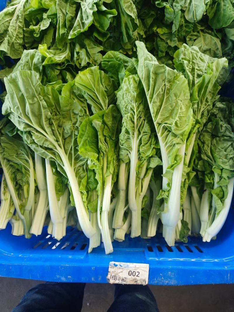 白菜苔1.5精品两天一车