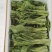 白菜苔1.5精品两天一车