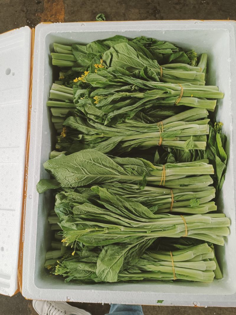白菜苔1.5精品两天一车