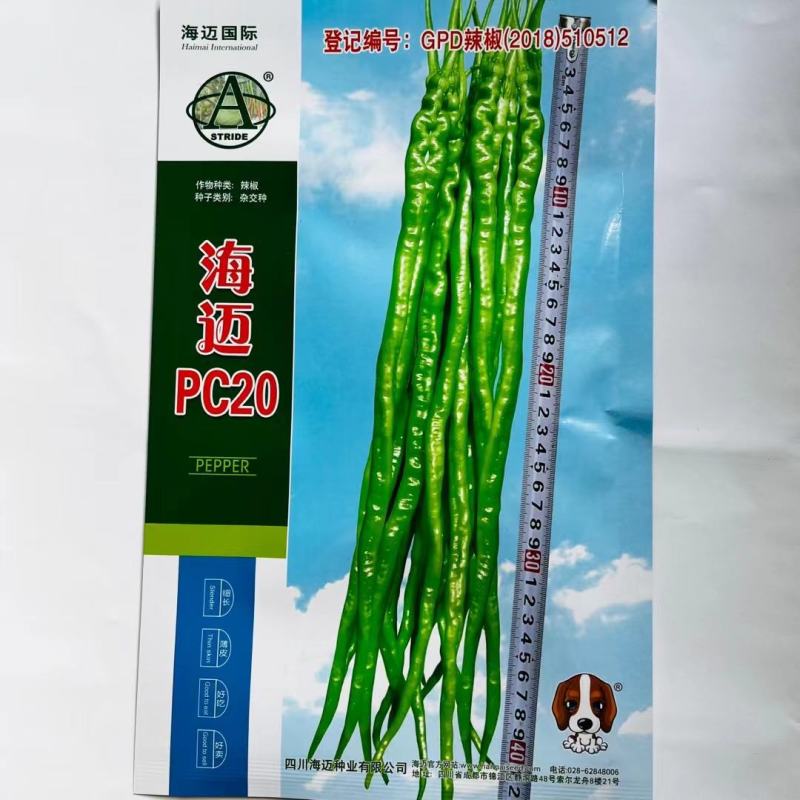 苏干五号青红两用，鸡肠椒品种杂交种子