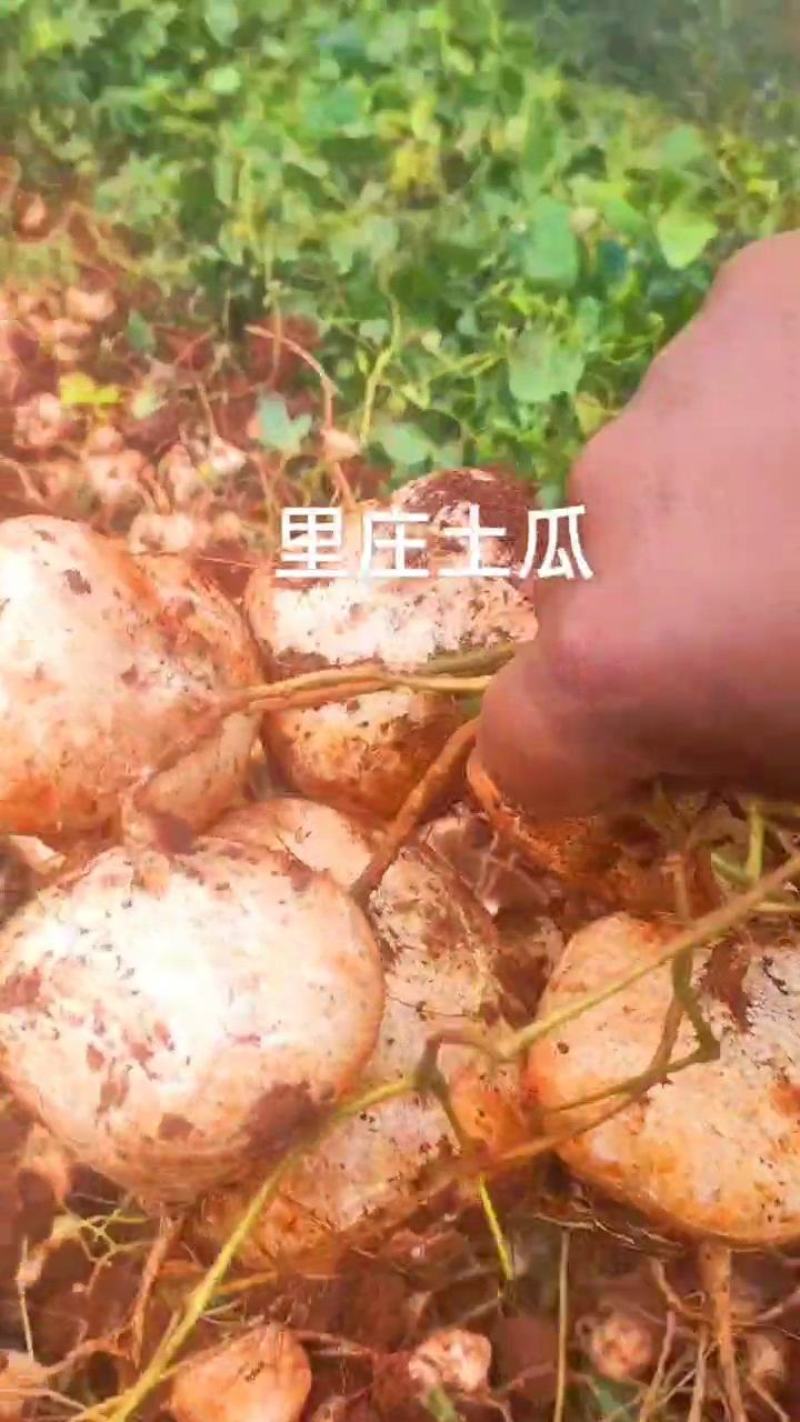 里庄土瓜