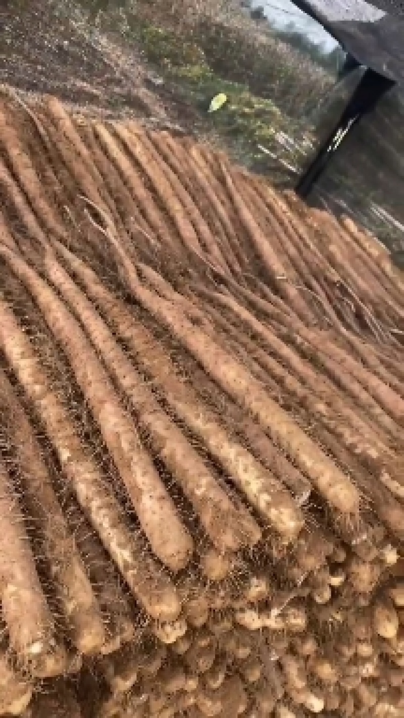 白玉山药批发
