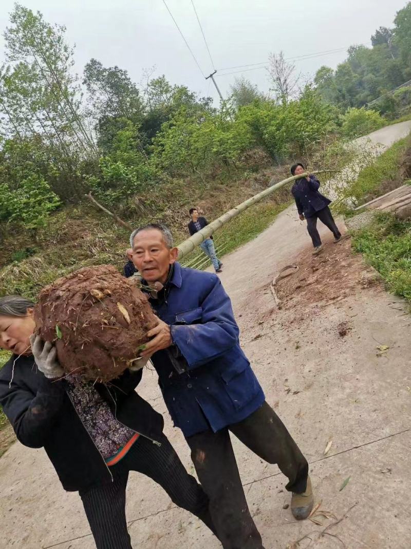 楠竹/毛竹/竹苗/重庆竹子基地自家种植规格齐全现货批发