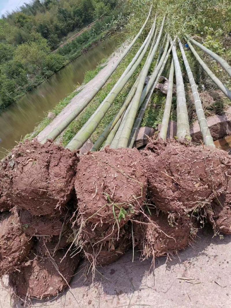 楠竹/毛竹/竹苗/重庆竹子基地自家种植规格齐全现货批发