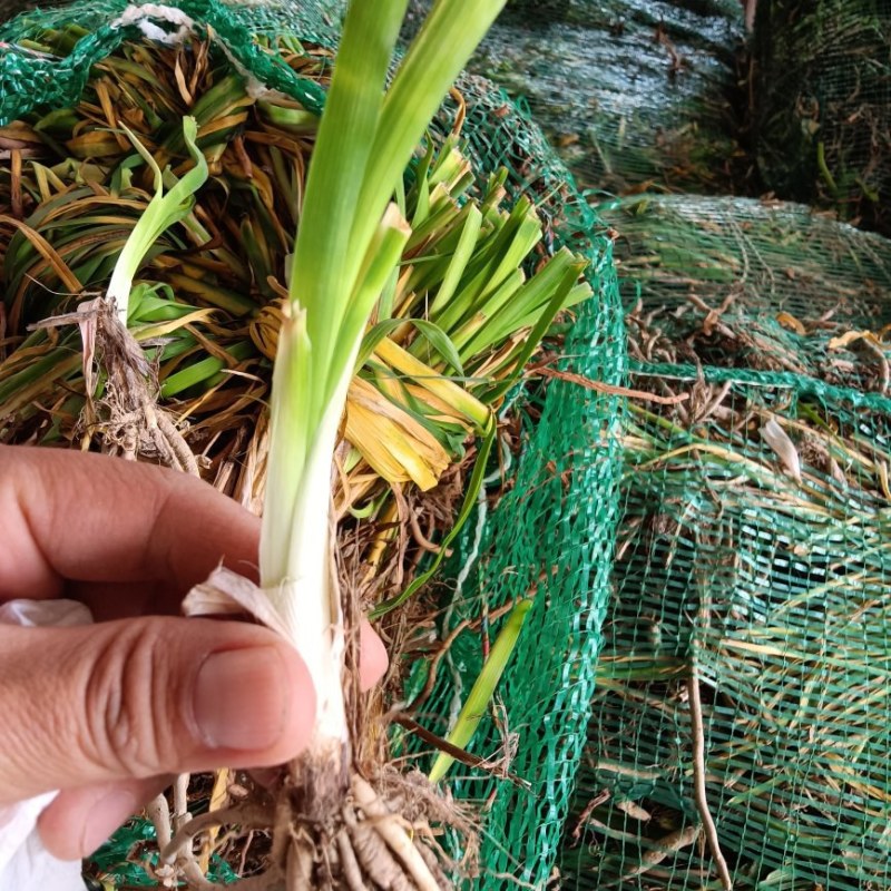 【精选黄花菜种苗】湖南祁东县黄花菜种苗大量供应技术服务
