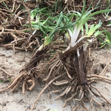 【精选黄花菜种苗】祁东黄花菜种苗可回收鲜花干菜包技术