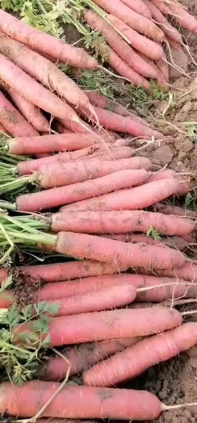 陕西大荔水果红萝卜大量上市，有需要的老板联系