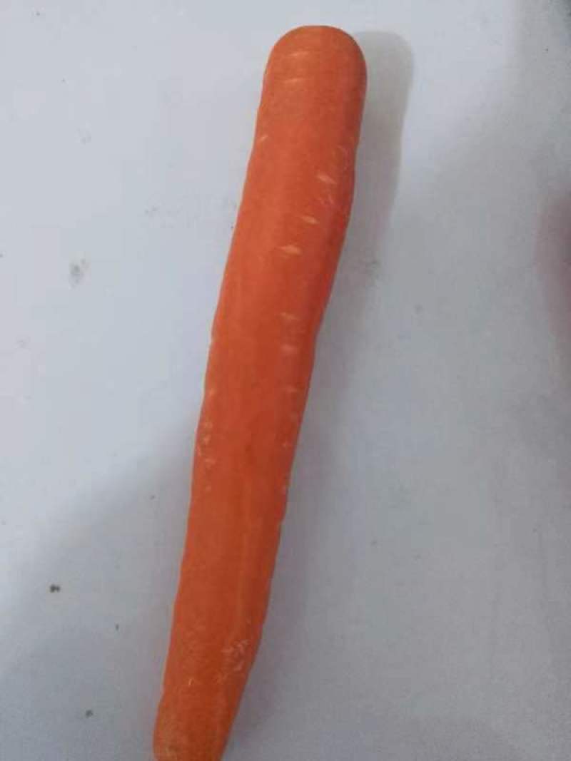 陕西大荔水果红萝卜大量上市，有需要的老板联系