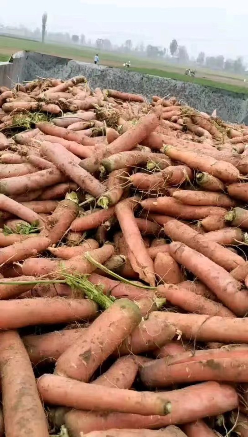 陕西大荔水果红萝卜大量上市，有需要的老板联系