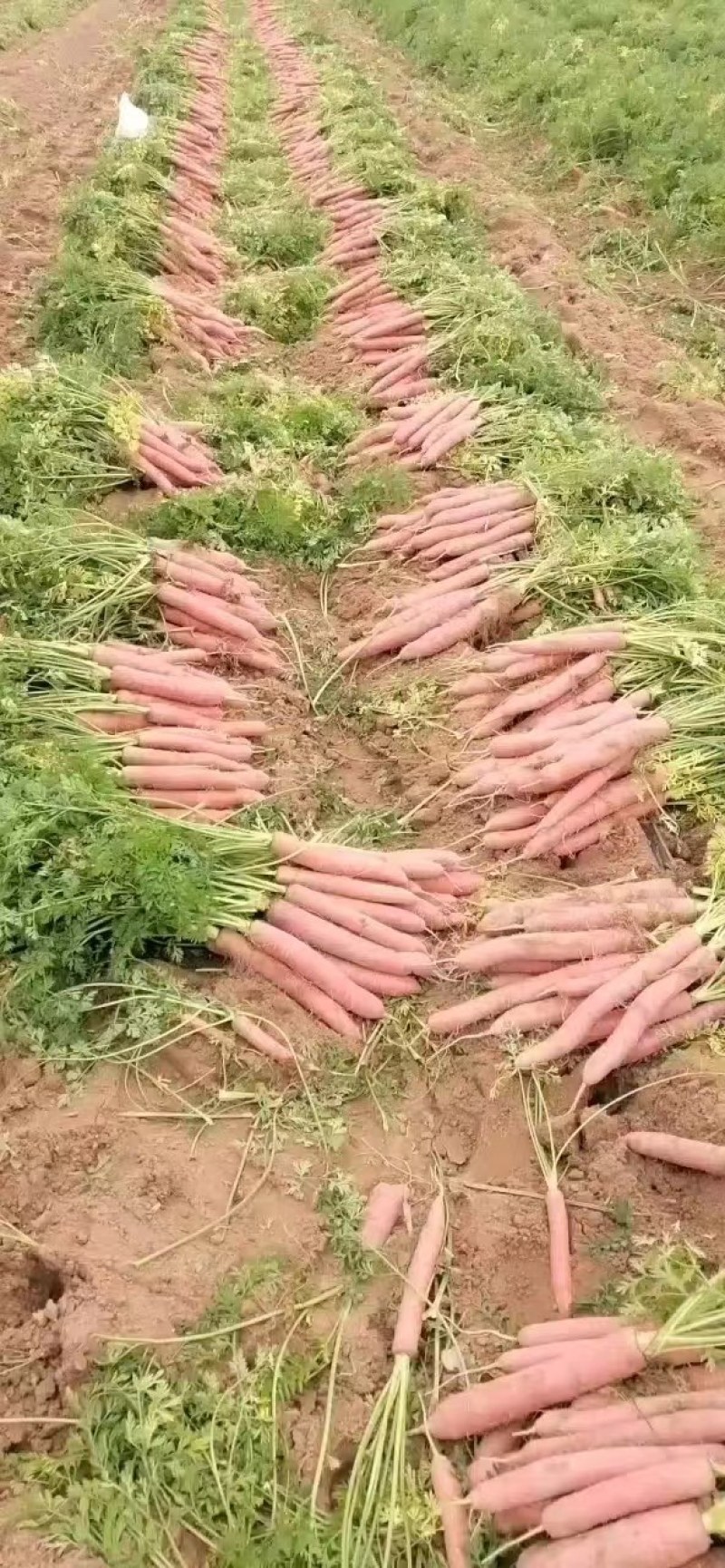 陕西大荔水果红萝卜大量上市，有需要的老板联系