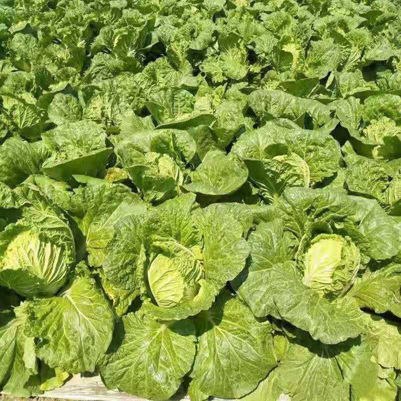 夏阳白菜货源充足价格可谈量大从优欢迎客商咨询