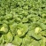 夏阳白菜货源充足价格可谈量大从优欢迎客商咨询
