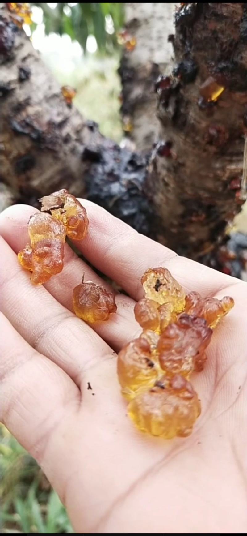 源头产地手选精品水洗爆米花桃胶无硫无糖无杂粒粒饱满