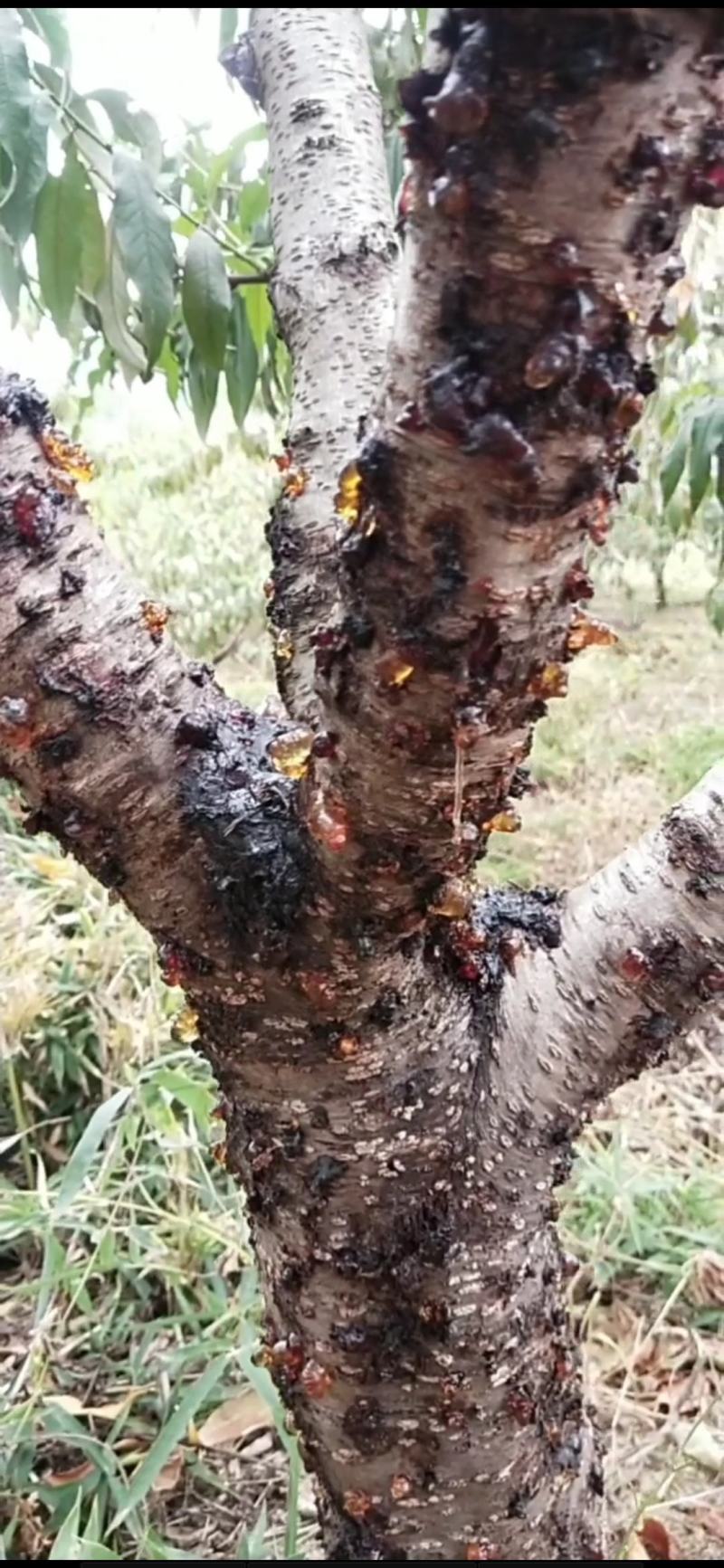 源头产地手选精品水洗爆米花桃胶无硫无糖无杂粒粒饱满