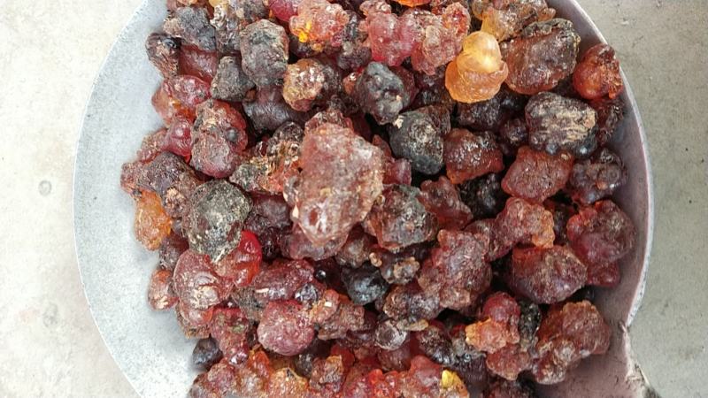 源头产地精品精修桃胶无硫磺无糖无杂粒粒饱满