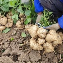 地瓜凉瓜豆薯支持视频看货货源充足质量非常好欢迎大家订购
