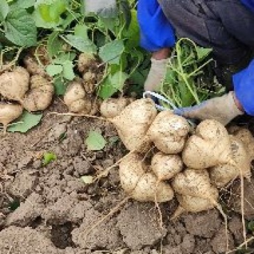 地瓜凉瓜豆薯支持视频看货货源充足质量非常好欢迎大家订购