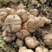 地瓜凉瓜豆薯沙葛产地一手货源量大从优支持发货货源充足