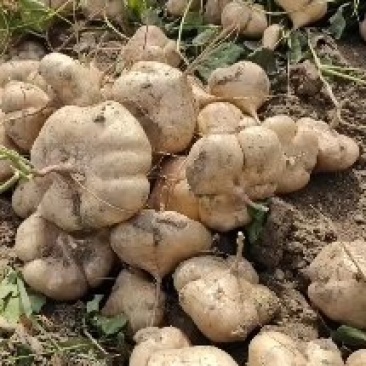地瓜凉瓜豆薯沙葛产地一手货源量大从优支持发货货源充足