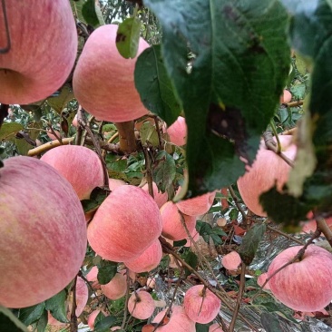 【寒富苹果】东北绥中苹果现货现发对接市场批发社区团购电商
