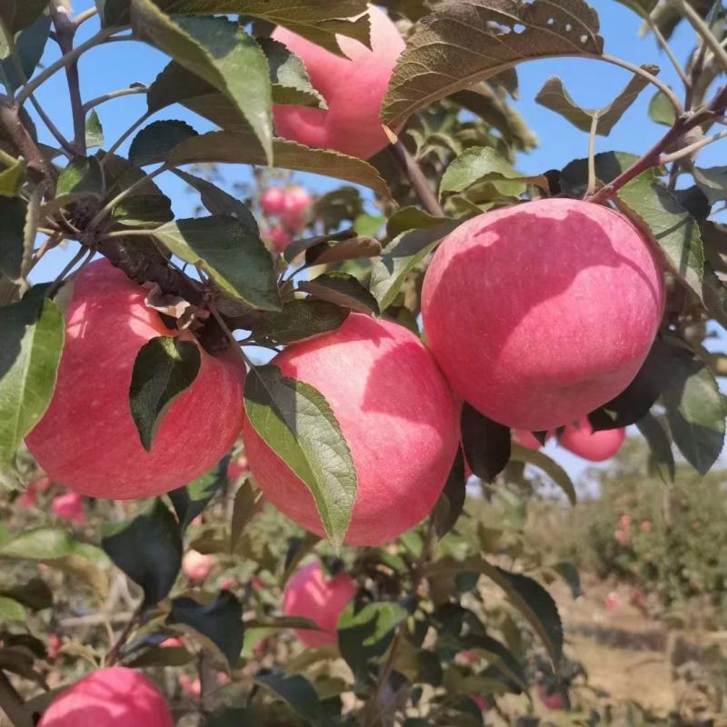 【寒富苹果】东北绥中苹果现货现发对接市场批发社区团购电商