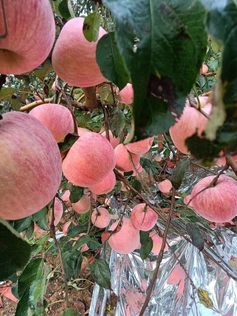 【寒富苹果】东北绥中苹果现货现发对接市场批发社区团购电商