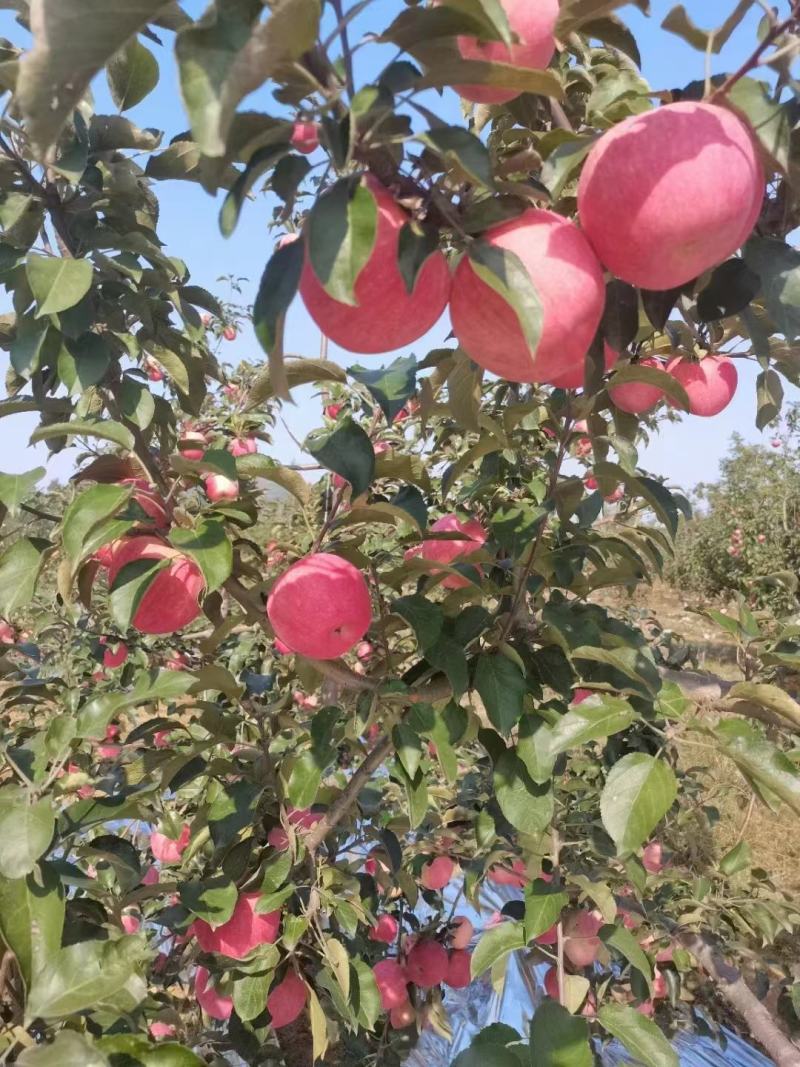 【寒富苹果】东北绥中苹果现货现发对接市场批发社区团购电商