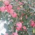 【寒富苹果】东北绥中苹果现货现发对接市场批发社区团购电商