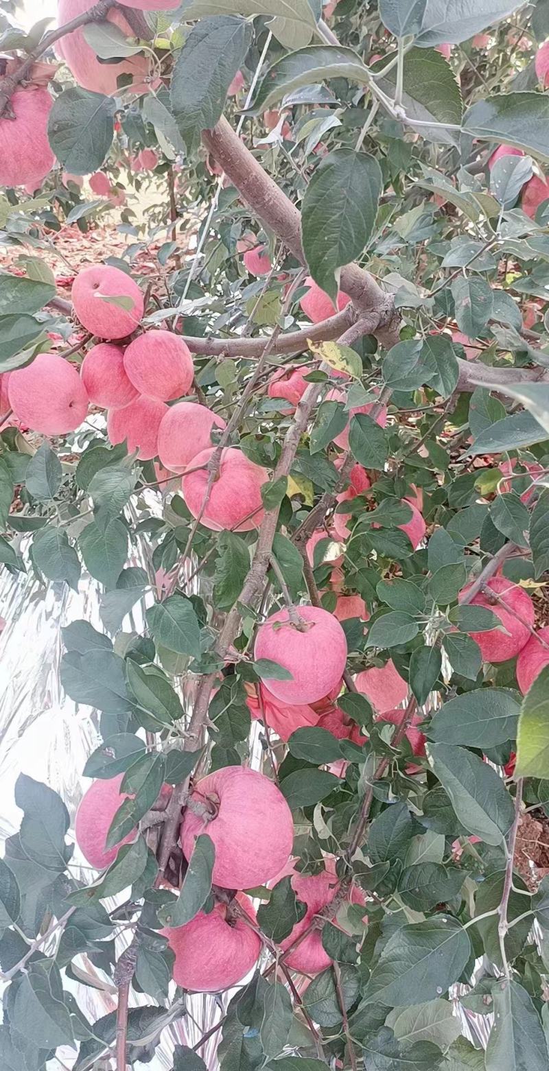 【寒富苹果】东北绥中苹果现货现发对接市场批发社区团购电商