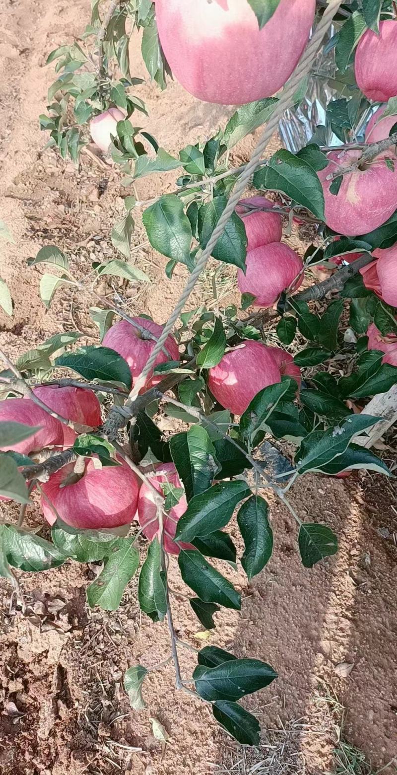【寒富苹果】东北绥中苹果现货现发对接市场批发社区团购电商