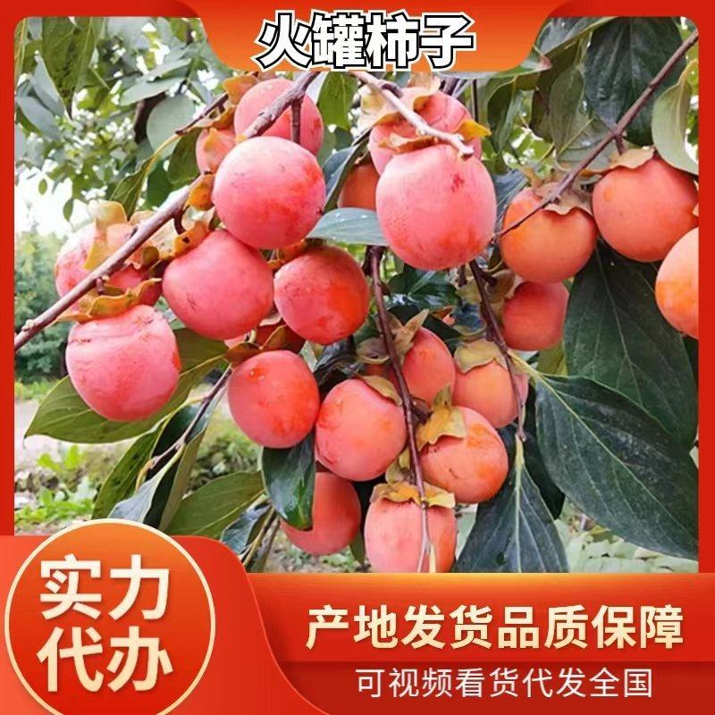 产地直供的优质火罐柿子，火葫芦柿子，电商商超市场对接中…
