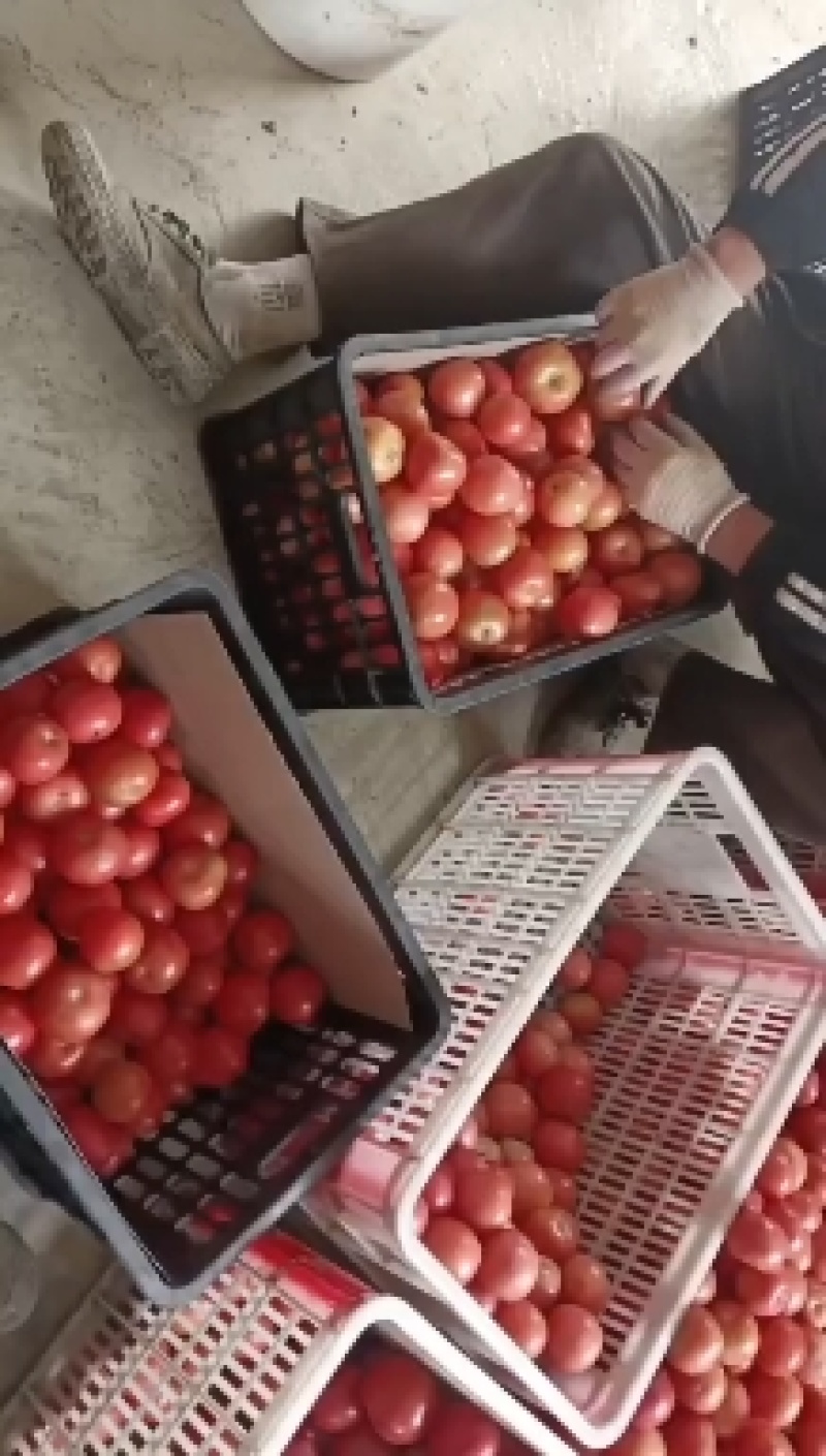 精品粉红西红柿质量好货源充足产地视频看货欢迎订购