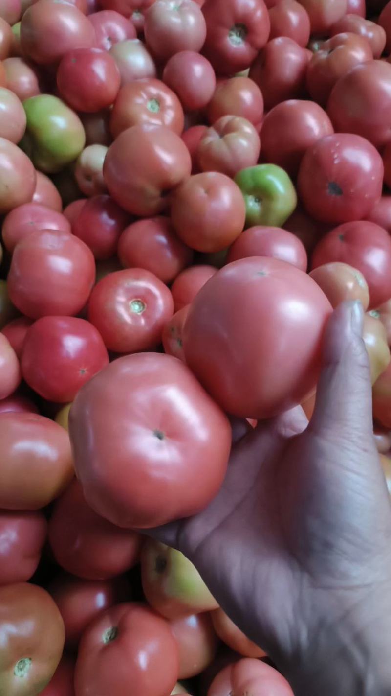 精品粉红西红柿质量好货源充足产地视频看货欢迎订购