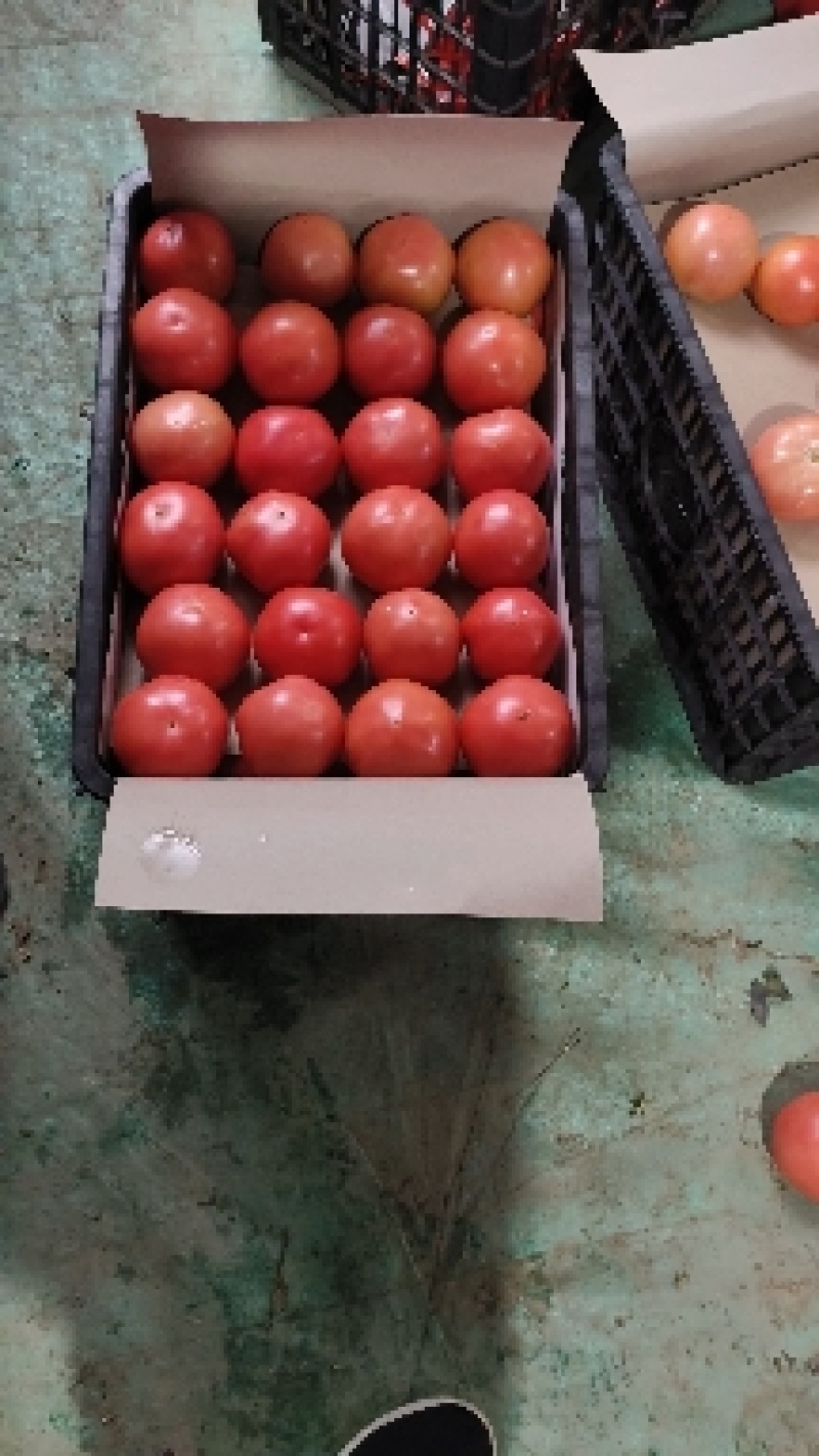 精品粉红西红柿质量好货源充足产地视频看货欢迎订购