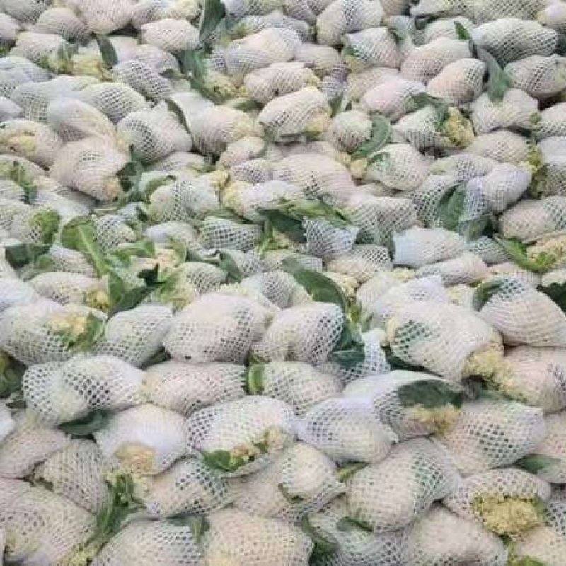菜花大量供应质优价廉欢迎各位客商光临选购