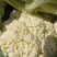 菜花大量供应质优价廉欢迎各位客商光临选购